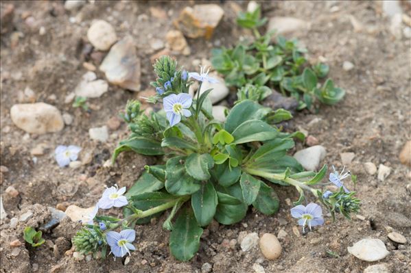 Veronica gentianoides Vahl