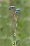 Cynoglossum amabile Stapf & J.R.Drumm.