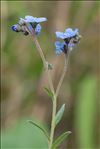 Cynoglossum amabile Stapf & J.R.Drumm.