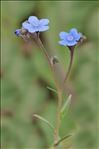 Cynoglossum amabile Stapf & J.R.Drumm.