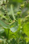 Cynoglossum amabile Stapf & J.R.Drumm.