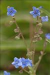 Cynoglossum amabile Stapf & J.R.Drumm.