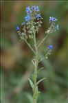 Cynoglossum amabile Stapf & J.R.Drumm.