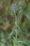 Cynoglossum amabile Stapf & J.R.Drumm.