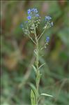 Cynoglossum amabile Stapf & J.R.Drumm.