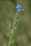 Cynoglossum amabile Stapf & J.R.Drumm.