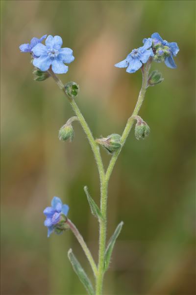 Cynoglossum amabile Stapf & J.R.Drumm.