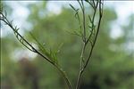 Rorippa pyrenaica (All.) Rchb.
