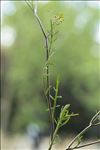 Rorippa pyrenaica (All.) Rchb.