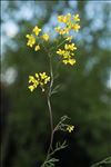 Rorippa pyrenaica (All.) Rchb.