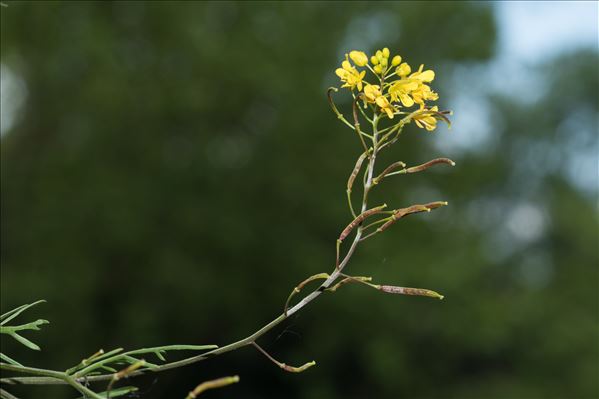 Rorippa pyrenaica (All.) Rchb.