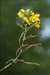Rorippa pyrenaica (All.) Rchb.