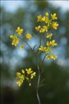 Rorippa pyrenaica (All.) Rchb.