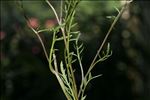 Rorippa pyrenaica (All.) Rchb.
