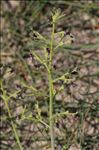 Scrophularia canina subsp. pinnatifida (Brot.) J.M.Tison