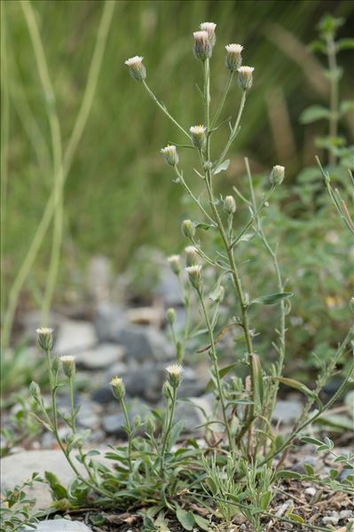 Erigeron acris subsp. angulosus (Gaudin) Vacc.