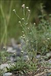 Erigeron acris subsp. angulosus (Gaudin) Vacc.