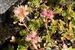 Phedimus spurius (M.Bieb) 't Hart