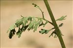 Jacobaea vulgaris Gaertn. subsp. vulgaris