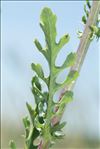 Jacobaea vulgaris Gaertn. subsp. vulgaris
