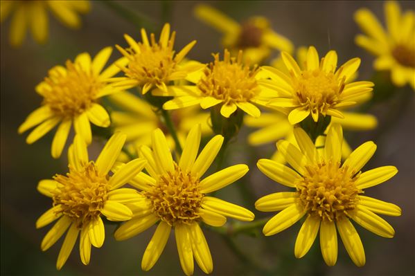 Jacobaea vulgaris Gaertn. subsp. vulgaris