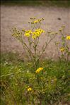 Jacobaea vulgaris Gaertn. subsp. vulgaris