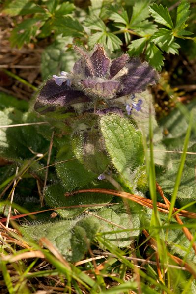 Ajuga pyramidalis var. meonantha Hoffmanns. & Link