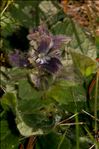 Ajuga pyramidalis var. meonantha Hoffmanns. & Link