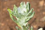 Bombycilaena erecta (L.) Smoljan.