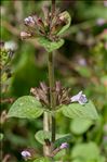 Clinopodium nepeta subsp. ascendens (Jord.) B.Bock