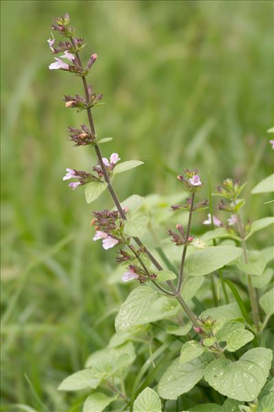 Clinopodium nepeta subsp. ascendens (Jord.) B.Bock