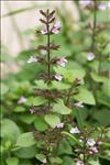 Clinopodium nepeta subsp. ascendens (Jord.) B.Bock