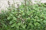 Clinopodium nepeta subsp. ascendens (Jord.) B.Bock