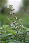 Clinopodium nepeta subsp. ascendens (Jord.) B.Bock