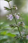 Clinopodium nepeta subsp. ascendens (Jord.) B.Bock