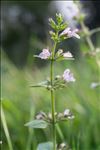 Clinopodium nepeta subsp. ascendens (Jord.) B.Bock