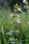 Clinopodium nepeta subsp. ascendens (Jord.) B.Bock