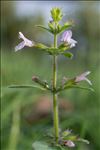 Clinopodium nepeta subsp. ascendens (Jord.) B.Bock