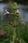 Clinopodium nepeta subsp. ascendens (Jord.) B.Bock
