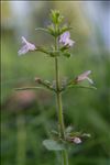 Clinopodium nepeta subsp. ascendens (Jord.) B.Bock