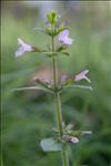 Clinopodium nepeta subsp. ascendens (Jord.) B.Bock