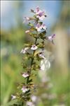 Clinopodium nepeta subsp. ascendens (Jord.) B.Bock