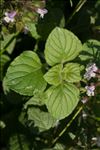 Clinopodium nepeta subsp. ascendens (Jord.) B.Bock