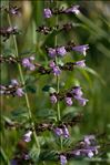 Clinopodium nepeta subsp. ascendens (Jord.) B.Bock