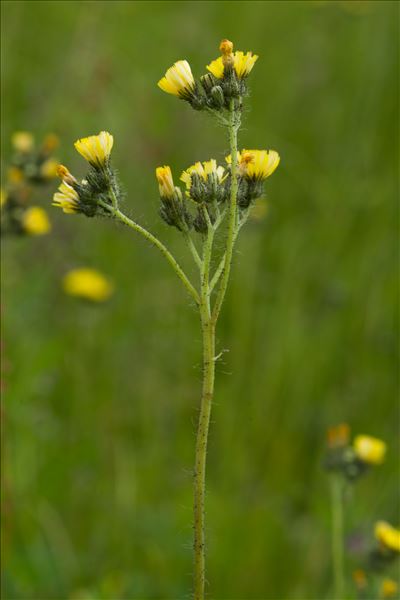 Pilosella piloselloides subsp. bauhinii (Schult.) S.Bräut. & Greuter