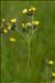 Pilosella piloselloides subsp. bauhinii (Schult.) S.Bräut. & Greuter