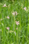 Lychnis flos-cuculi L. subsp. flos-cuculi