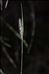 Setaria italica subsp. viridis (L.) Thell.