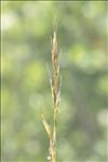 Helictochloa pratensis subsp. amethystea (Braun-Blanq.) Romero Zarco