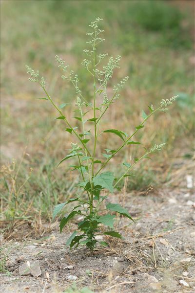 Chenopodiastrum hybridum (L.) S.Fuentes, Uotila & Borsch